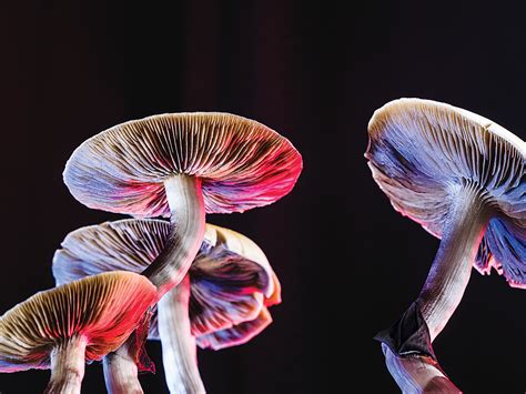 Tixal wave magic mushroom